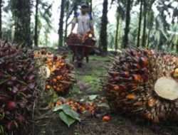 Potensi Besar Kelapa Sawit untuk Mendukung Perekonomian Nasional – Analisis