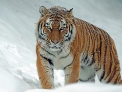 Harimau versus Serigala