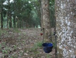 Komoditas Karet Terdampak Pandemi, Bagaimana Nasib Petani Kecil ? – Analisis