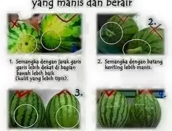 Memilih Semangka Manis, Ini Kiatnya